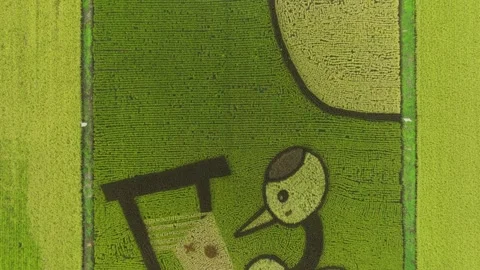Tanbo Art Or Rice Paddy Art - Aerial Top Down Stock Footage 336986335