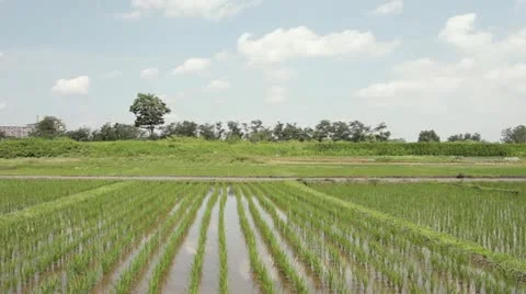 Tanbo Stock Footage 11314562