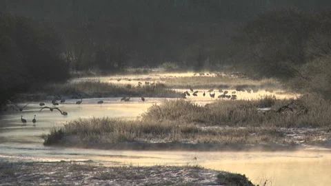 Tanch_ Cranes of Tsuruimura Stock Footage 332016306