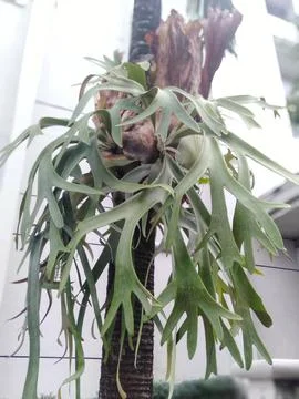 Tanduk rusa 스톡 사진