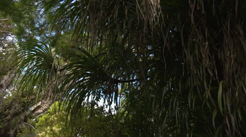 Tane Mahuta 3 Stock-Footage 24755665