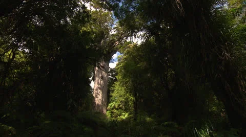 Tane Mahuta 4 Stock-Footage 24755530