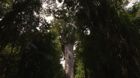 Tane Mahuta 6 Stock-Footage 24756528