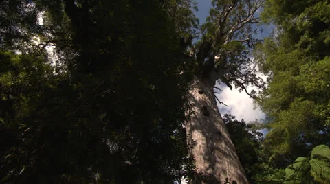 Tane Mahuta 7 Stock-Footage 25300783