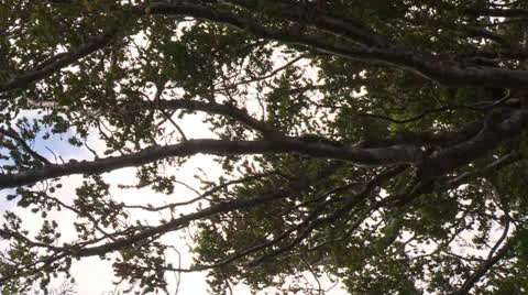 Tane Mahuta 8 Stock-Footage 24756427