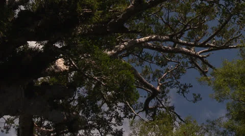 Tane Mahuta 9 Stock-Footage 24756386
