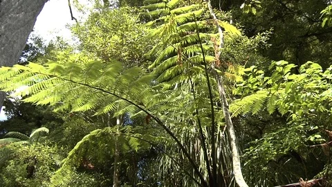 Tane Mahuta Kauri Tree Tilt Up Stock Footage 79080923