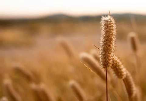 Tang dancing with the wind while the sun goes down Stock Photos