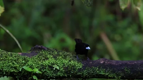Tangara macho rumado de limon (Ramphocelus icteronotus) Lemon-rumped Tanage.. Stock-Footage 277959936