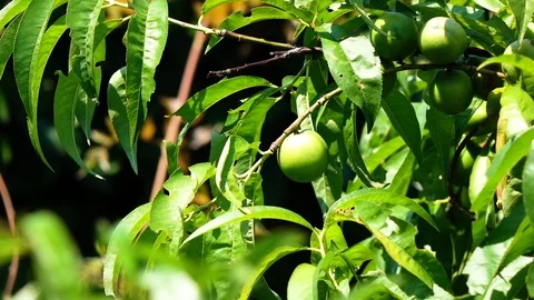 Tangerine 01 Video stock 96757314