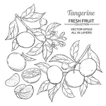 Tangerine branches vector Stock-Illustration