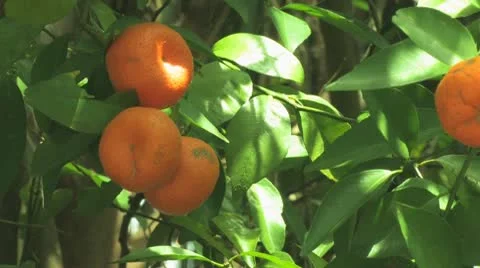 Tangerine Close up Stock Footage 10797710