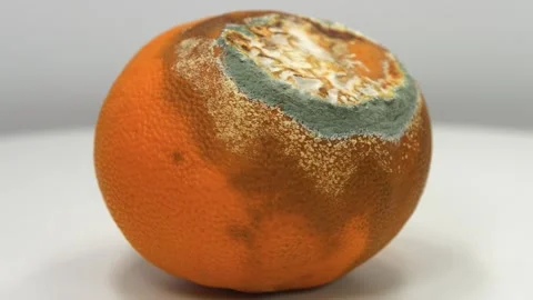 Tangerine covered with mold. Rotten mandarin. Rotten citrus fruit Stock Footage 321194953