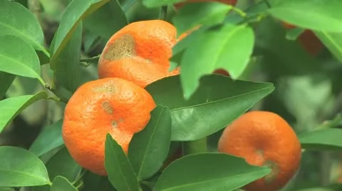 Tangerine Stock Footage 10797693
