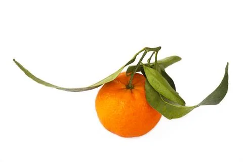 Tangerine fruit 스톡 사진