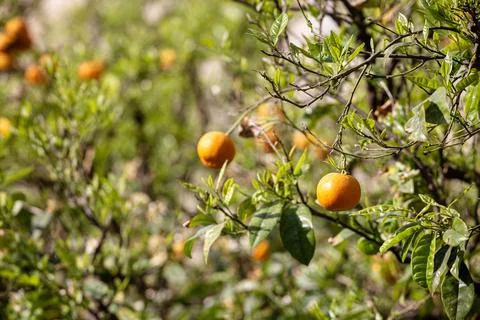 Tangerine fruit on tree view Stock Photos