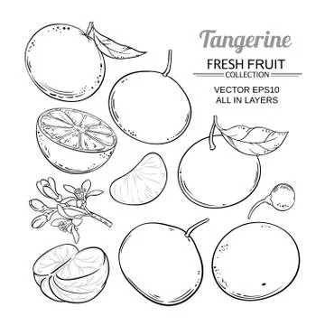 Tangerine fruit vector Stock Illustration