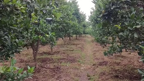 Tangerine Garden Stock Footage 220929630