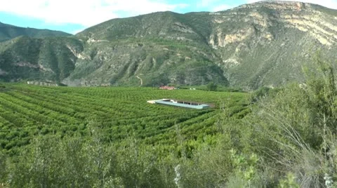 Tangerine Grove Stock Footage 10569217