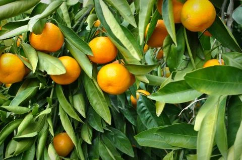 Tangerine hanging from the tree Foto stock