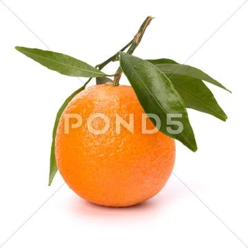 Tangerine i Stock Photos