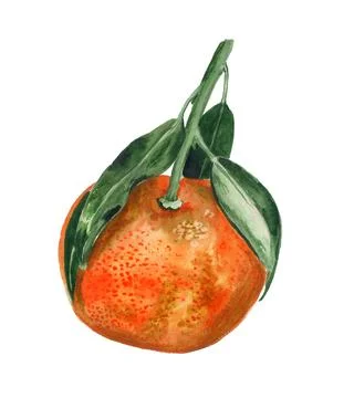 Tangerine with leaves Stock Illustration