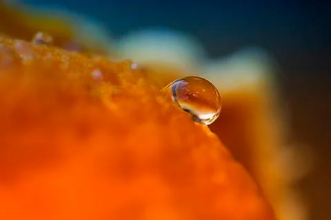 Tangerine Stock Photos