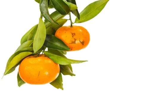 Tangerine Stock Photos