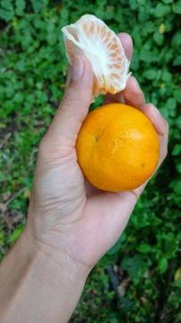 Tangerine Stock Photos