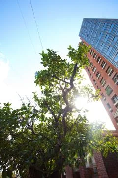 Tangerine tree in the background of a skyscraper Stock Photos