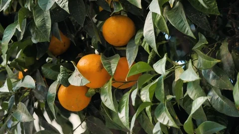Tangerine tree in a botanical garden. Mandarin plantation Stock Footage 122581865