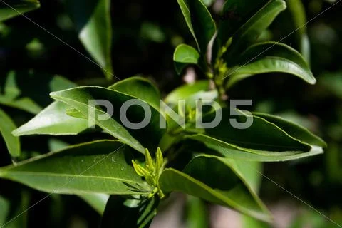 Tangerine-tree branch and leaves Stock Photos