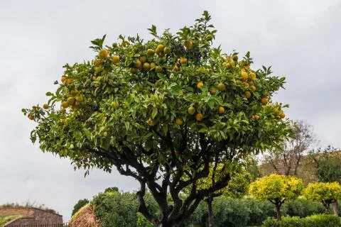 Tangerine tree closeup Stock Photos