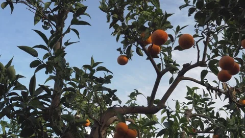 Tangerine tree in contra light Stock Footage 108964521