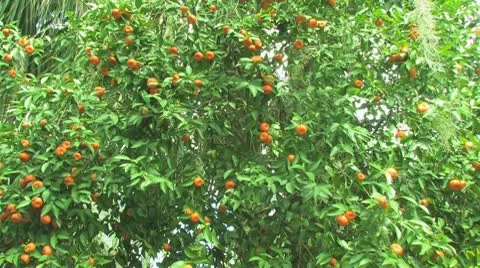 Tangerine Tree Stock Footage 10797767