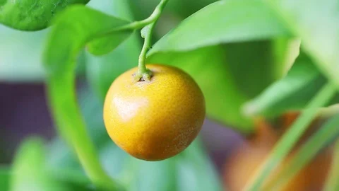Tangerine on tree 스톡 동영상 88711385