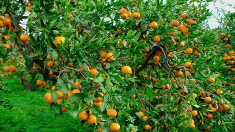 Tangerine tree garden. Branches with yellow and orange mandarin fruits. Stock Footage 145136732