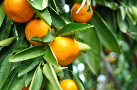 Tangerine on the tree Stock Photos
