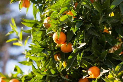 Tangerine tree Stock Photos