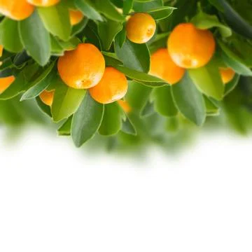 Tangerine tree Stock Photos