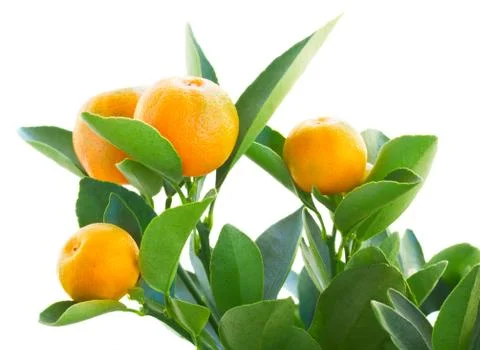 Tangerine tree Stock Photos