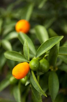 Tangerine tree Stock Photos