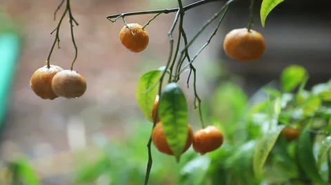 Tangerine tree in rainstorm Stock Footage 61499703