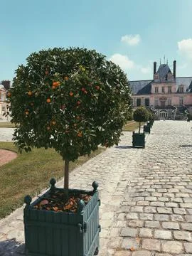 Tangerine tree in spring Stock Photos