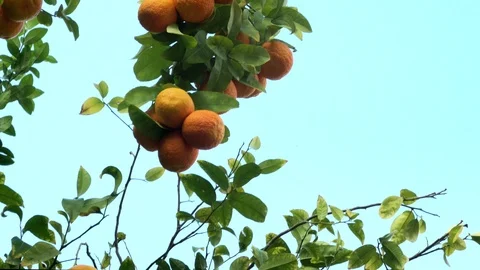 Tangerine tree under sunlight on blue sky background. 4K Stock Footage 104764228