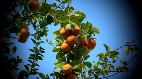 Tangerine tree under sunlight on blue sky bnackground. 4K. Black vignette Stock Footage 104770447