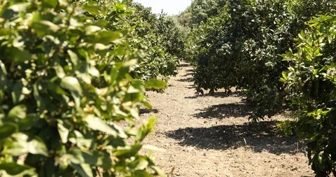 Tangerine Trees Plantations at spring time 8 Stock Footage 130027621