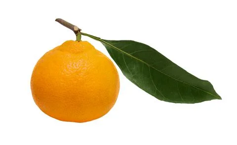 Tangerine on white background isolate Stock Photos