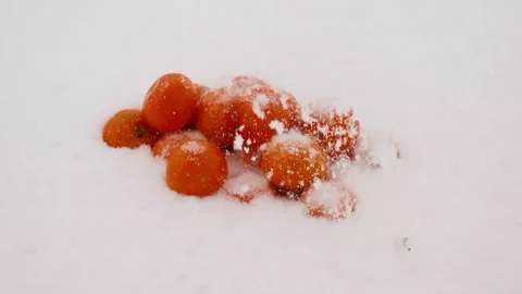 Tangerines are lying in the snow Stock Footage 169040913