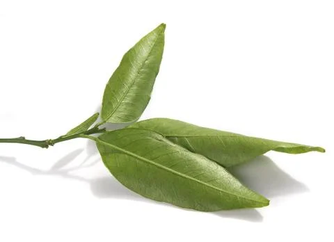 Tangerine's branch Stock Photos